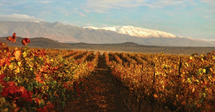 Święto izraelskiego winiarstwa – 40 lat Golan Heights Winery